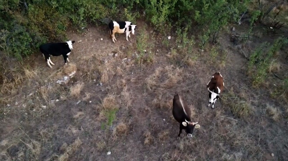 Çoban kaybolan ineklerini drone ile buldu